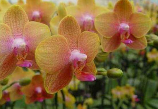 蝴蝶蘭的品種有哪些，蝴蝶蘭品種及圖片大全