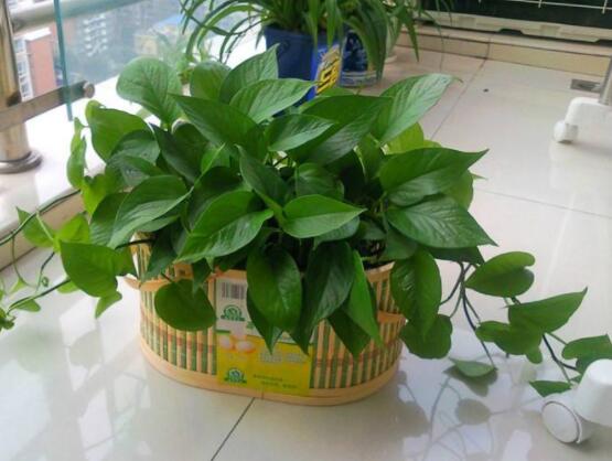 綠蘿移植的方法與技巧，教你簡單五部曲便可輕松掌握