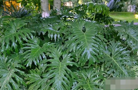 龜背竹的養(yǎng)殖方法和注意事項，老農(nóng)教你八大簡單易學養(yǎng)殖方法