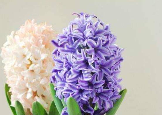 水色風(fēng)信子的養(yǎng)殖方法，老農(nóng)教你八大基本養(yǎng)殖方法