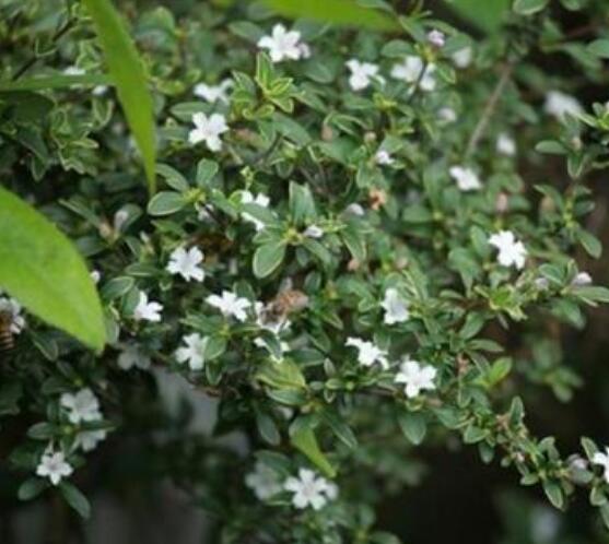 六月雪怎么養(yǎng)殖，老農(nóng)總結(jié)最簡單八大基本養(yǎng)殖方法