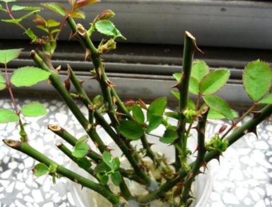 月季水插方法詳解，做好六點(diǎn)簡(jiǎn)單基本步驟生根發(fā)芽快/存活率高