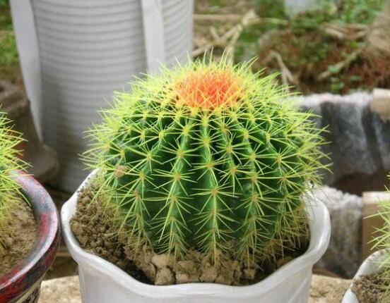 仙人球的擺放風水，陽臺、玄關、書房為風水最好