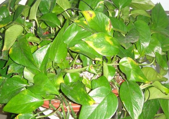 綠蘿發(fā)黃是什么原因，綠蘿葉子發(fā)黃怎么辦