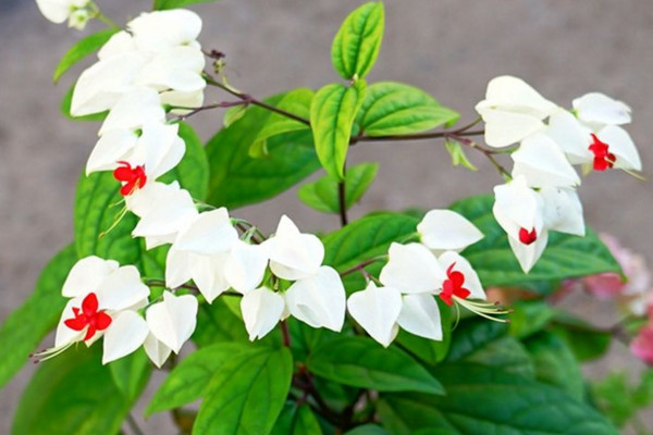 龍吐珠花怎么養(yǎng)，保證充足的光照以及合理肥水