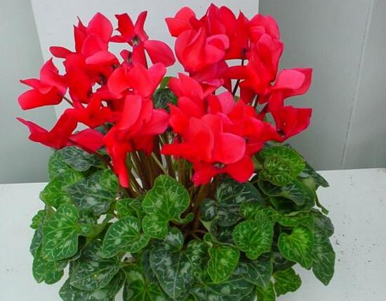 仙客來花期多久，仙客來花謝了怎么處理