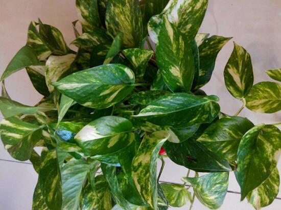 綠蘿的品種有哪些，綠蘿哪個(gè)品種好