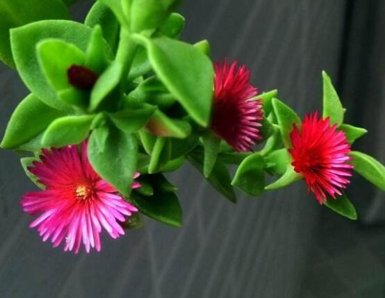 牡丹吊蘭怎么繁殖，教你兩種繁殖方法(水培和土培)