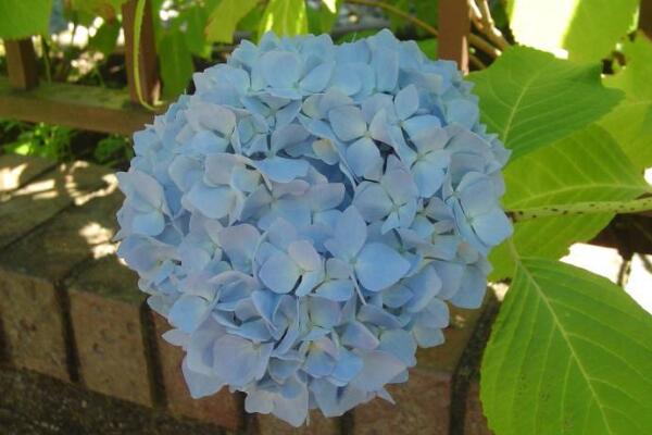 瓊花和繡球花的區(qū)別，最大的區(qū)別就是科屬不同