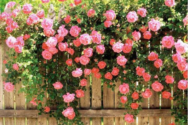 薔薇花和月季花的區(qū)別，細數薔薇花和月季花的不同之處