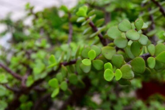 燕子掌葉子變軟怎么辦，教你最常見兩種解決辦法(光照與施肥)