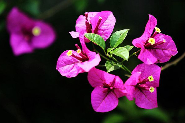 三角梅的養(yǎng)殖方法和注意事項