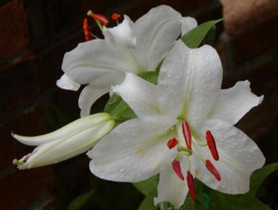 百合花可以水培嗎，水培百合花的養(yǎng)殖方法