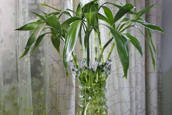 富貴竹葉子發(fā)黃加醋可以嗎，會(huì)導(dǎo)致黃葉更嚴(yán)重