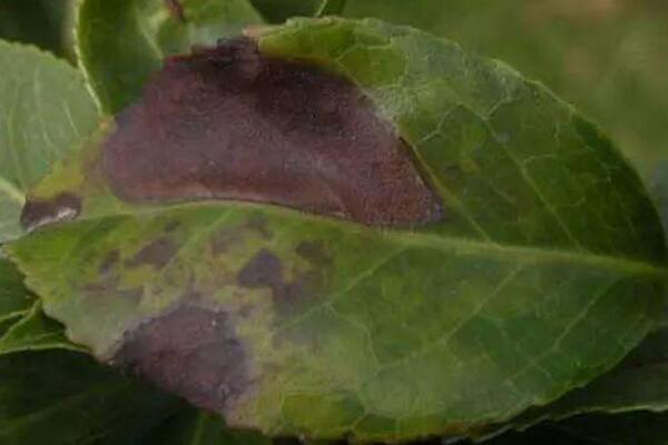 薔薇花病害及防治方法，四種病害的癥狀以及防治