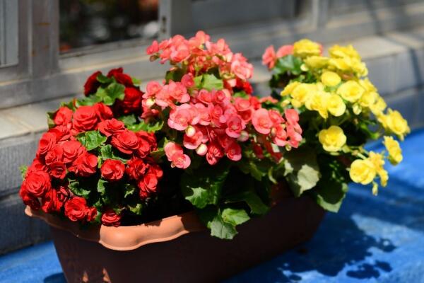 盆栽玫瑰花冬天怎么養(yǎng)，保證光照充足并減少肥水