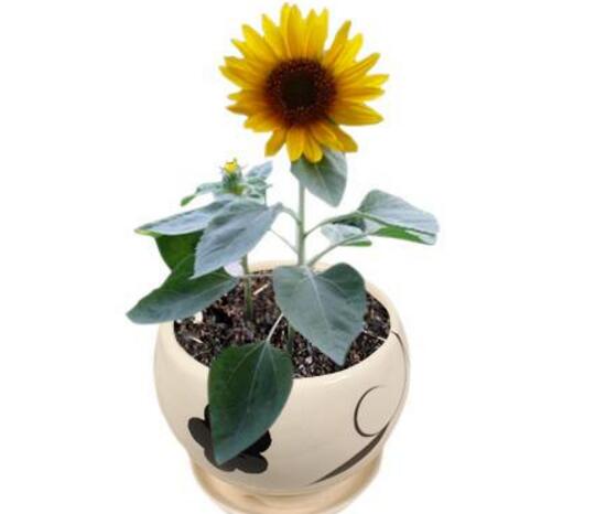 矮向日葵可以水培嗎，向日葵水培養(yǎng)護(hù)方法