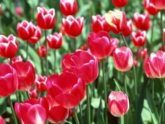 郁金香的花語及傳說，代表著愛的表白、永恒的祝福