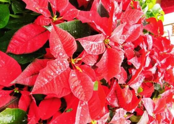 一品紅什么時(shí)候開花，一品紅在每年12月至翌年2月開花