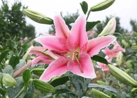 香水百合種植技術，土壤種球消毒/種入土深8-10厘米