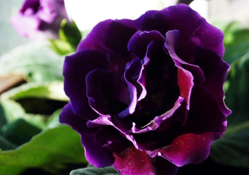 芙蓉花怎么修剪，春天和秋天剪是最好的