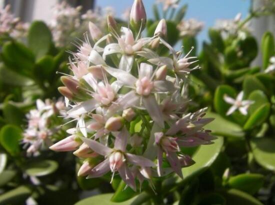 玉樹會開花嗎，玉樹開花的寓意是什么