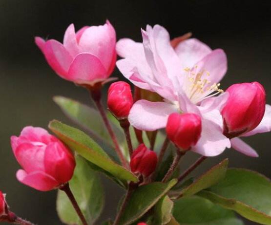 海棠花有多少種，盤點(diǎn)最好看的六大種類