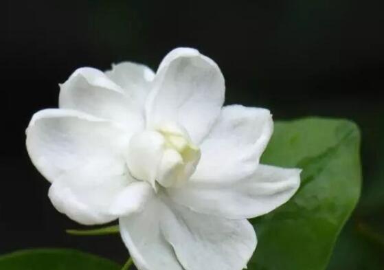 毛茉莉和茉莉花的區(qū)別，教你三種區(qū)別方法(習性/葉子/花序)