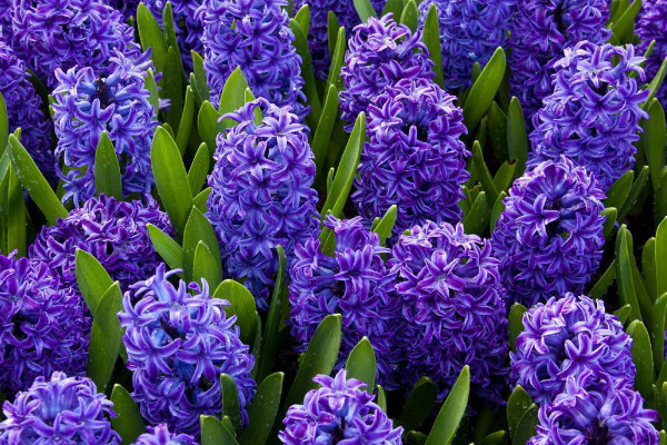 風(fēng)信子的寓意是什么，重生的愛/及時行樂等等