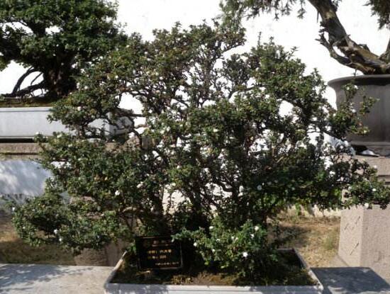 六月雪怎么變粗，做好六點(diǎn)基本方法生長(zhǎng)粗壯