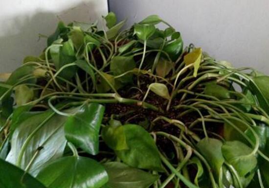 綠蘿爛根是什么原因，綠蘿爛根怎么辦