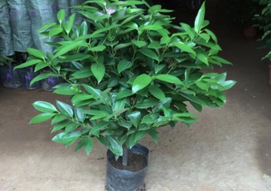 平安樹怎么澆水，平安樹澆水方法