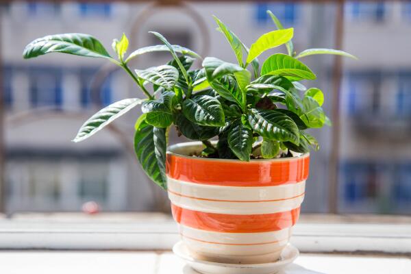 梔子花葉子發(fā)黑怎么救，及時(shí)修剪葉片并觀察根部情況