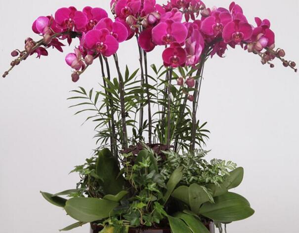 十種名貴的蘭花品種，素冠荷鼎拍出千萬(wàn)高價(jià)