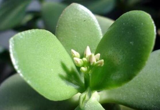 燕子掌的修剪方法，保留主枝反復(fù)摘心(春秋生長(zhǎng)期)