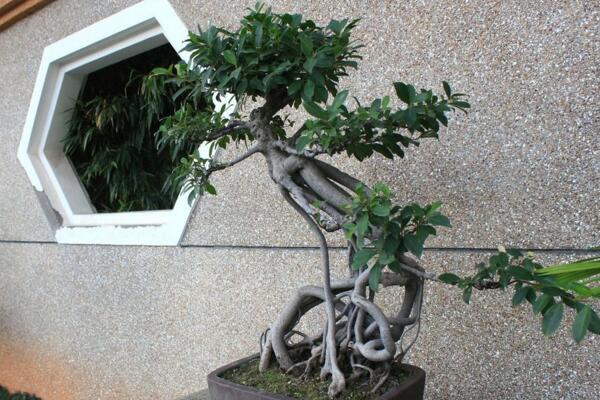 榕樹盆景掉葉子，四種原因以及處理方法