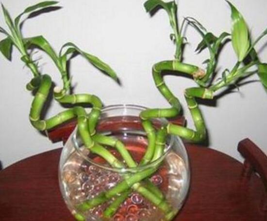 富貴竹的根爛了怎么辦，富貴竹爛根處理方法