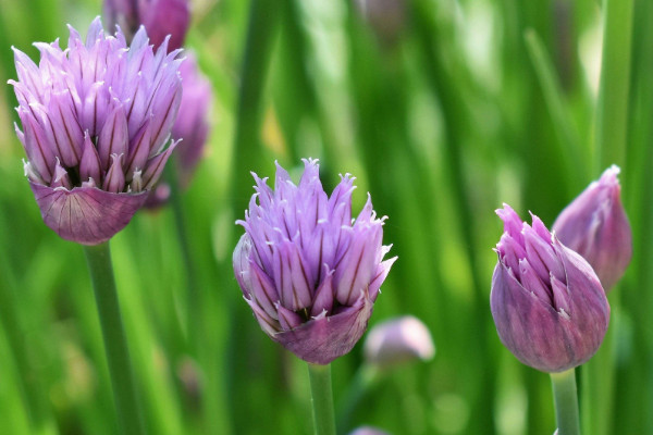 蔥頭花怎么養(yǎng)殖，生長(zhǎng)旺期需水量大要澆足澆透