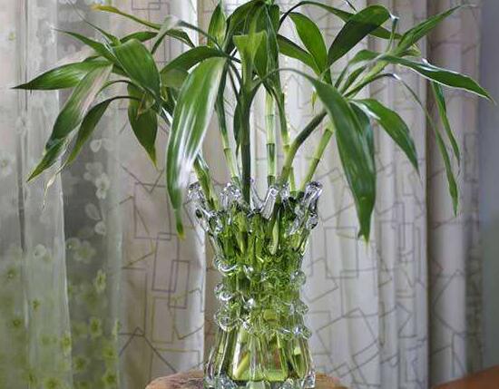 新買(mǎi)的富貴竹怎么水養(yǎng)，水養(yǎng)富貴竹小技巧