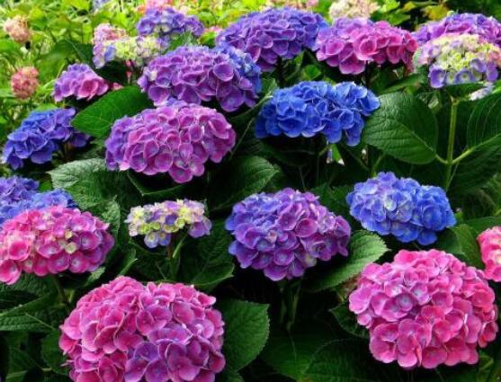 繡球花插花養(yǎng)護，教你四點有效養(yǎng)護措施(水養(yǎng)爆盆)