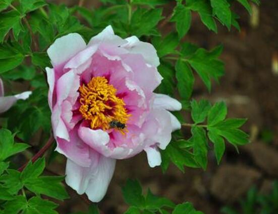 牡丹花怎么養(yǎng)，牡丹花養(yǎng)殖方法
