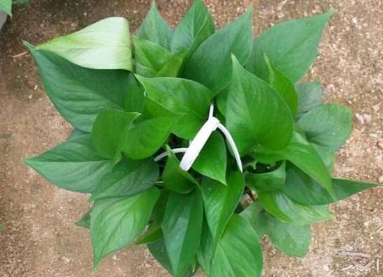 綠蘿的品種有哪些，綠蘿哪個(gè)品種好