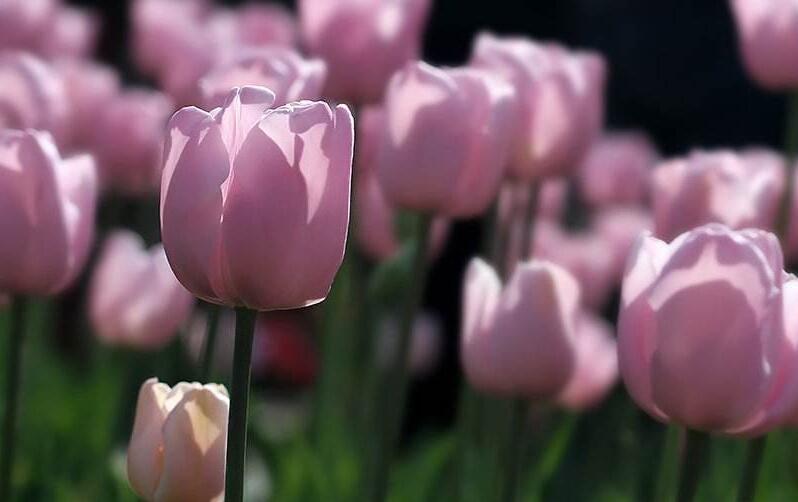 郁金香花語是什么意思，顏色不同含義也就不同