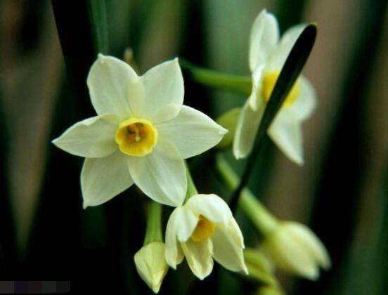 水仙花如何沙養(yǎng)，做好這五個基本要點便枝繁葉茂、花開爆盆