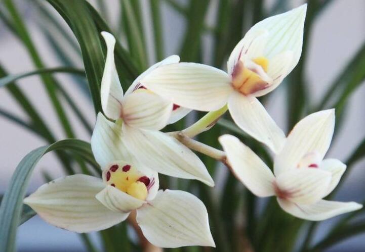 十種名貴的蘭花品種，素冠荷鼎拍出千萬(wàn)高價(jià)