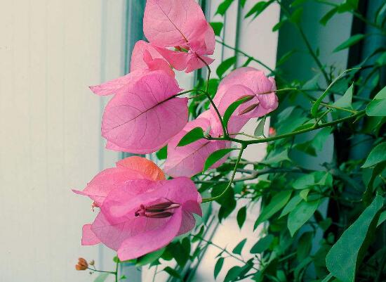 三角梅葉子發(fā)黃的原因，三角梅葉子發(fā)黃脫落怎么辦