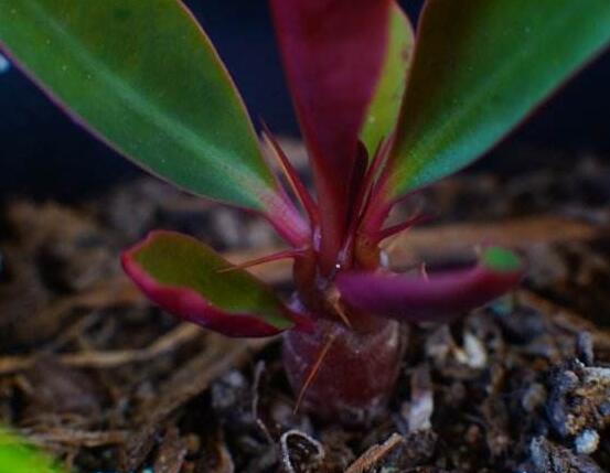 虎刺梅的繁殖方法，教你兩種最常用的繁殖方法(扦插與組培)