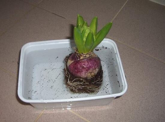 風(fēng)信子種球發(fā)霉怎么辦，涂抹滅菌靈、保持創(chuàng)面干燥