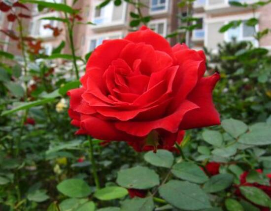 月季花扦插的最佳時間，每年4-5月、9-10月扦插最好