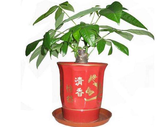 發(fā)財樹盆栽怎么養(yǎng)，小發(fā)財樹盆景圖片大全